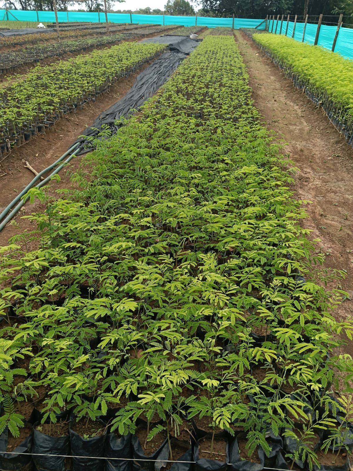 Vivero CO2 Reforest